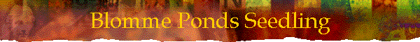 Blomme Ponds Seedling