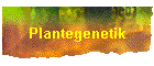 Plantegenetik
