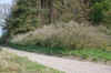 Kirsebr Lvskal Nsset.JPG (2538234 byte)