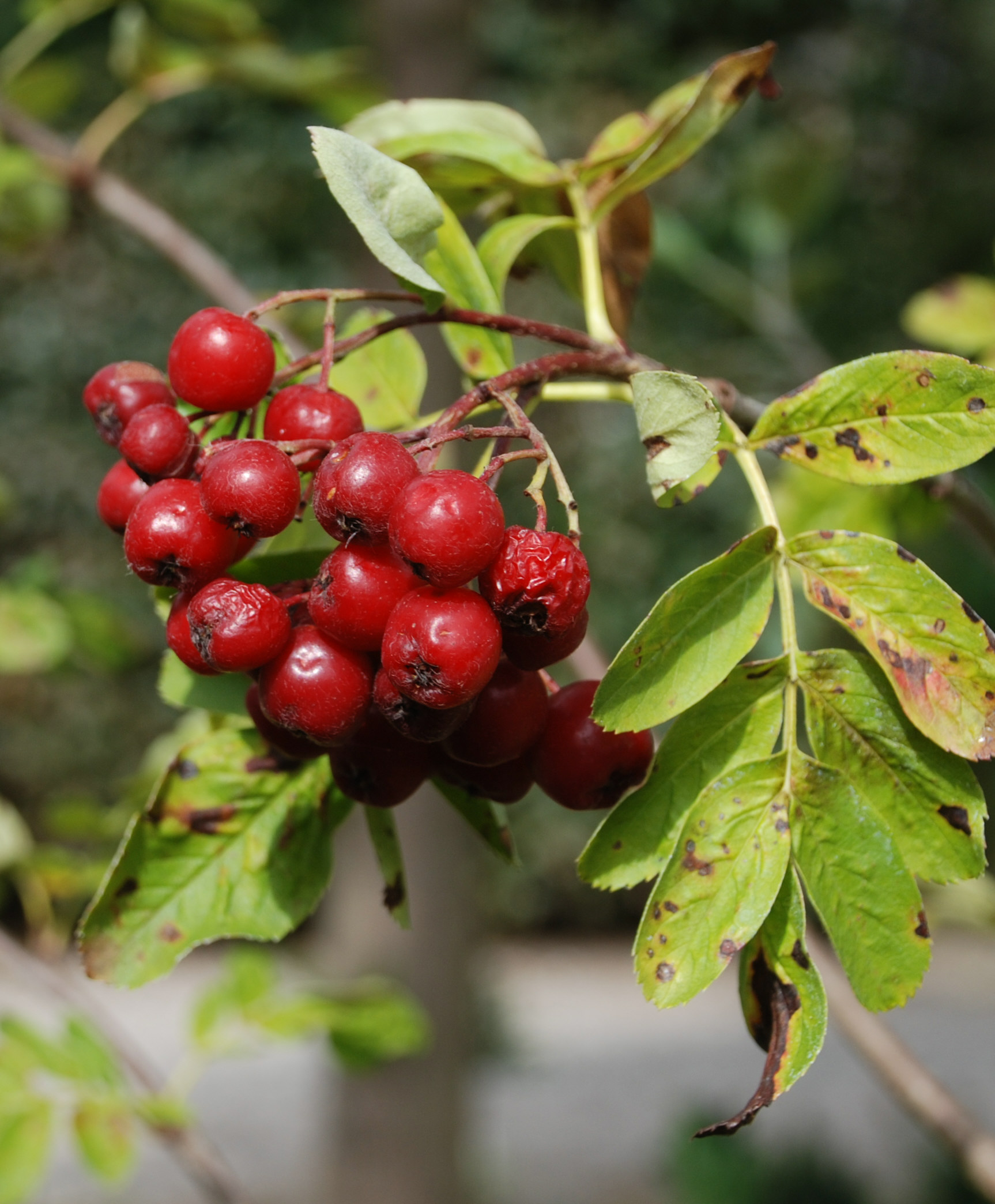 S�dr�n Burka.jpg (572631 byte)