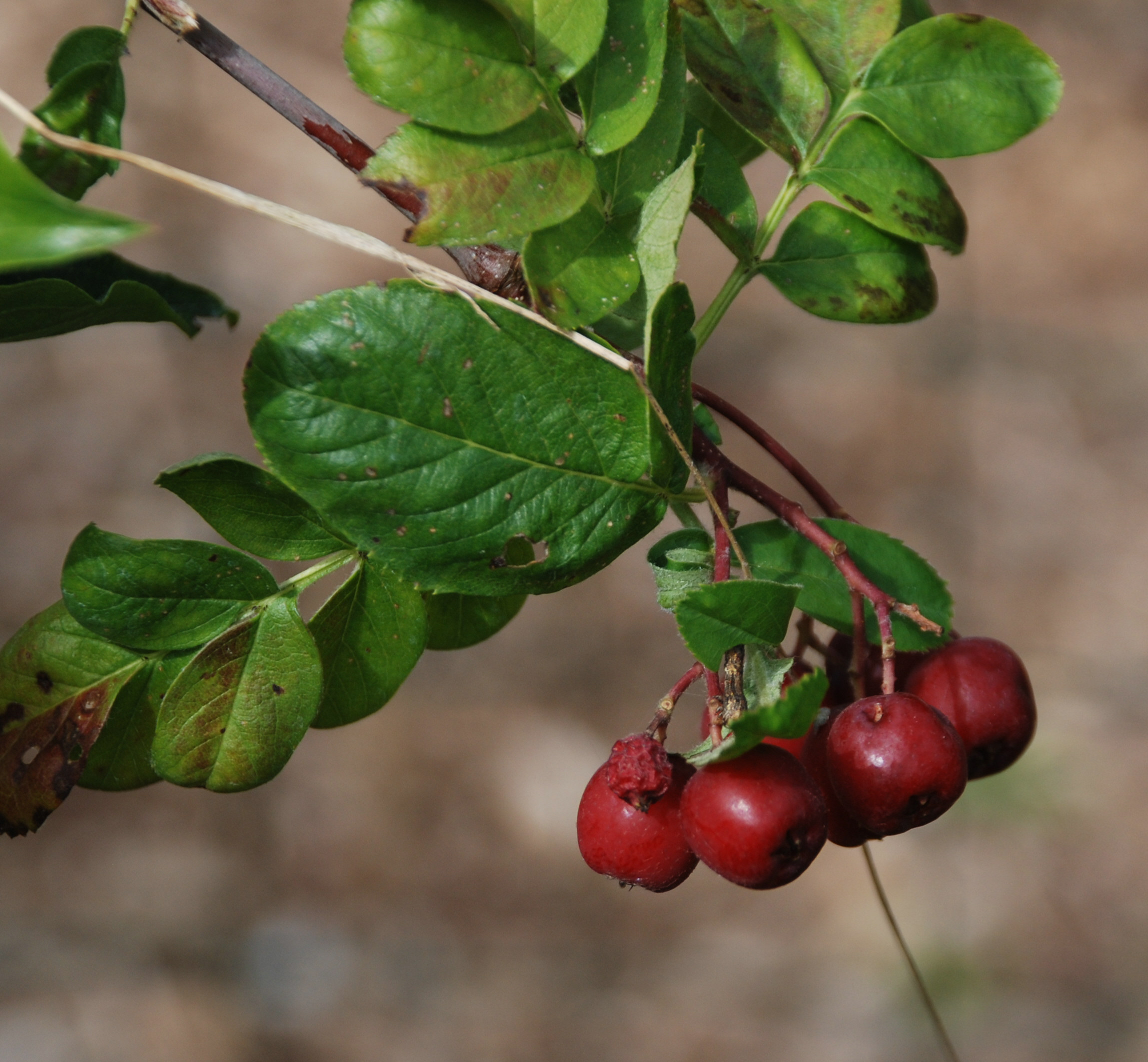 S�dr�n Granatnaja.jpg (747067 byte)